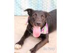 Adopt Bo Peep a Border Collie