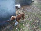 Adopt LISA a Pit Bull Terrier