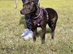 Adopt OCEAN a Pit Bull Terrier, Mixed Breed