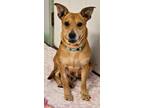 Adopt Nessa a Carolina Dog