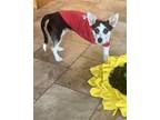 Adopt Heidi (Formerly Laria) a Rat Terrier, Wirehaired Terrier