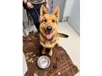 Adopt Phoebe a German Shepherd Dog