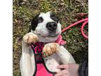 Adopt Patches a American Staffordshire Terrier