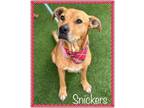 Adopt SNICKERS - see video a American Bully, Pit Bull Terrier