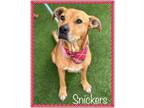 Adopt SNICKERS a American Bully, Pit Bull Terrier