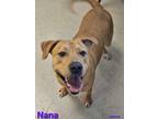 Adopt Nana a Labrador Retriever, Mixed Breed