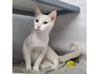 Adopt Faye a Domestic Short Hair, Sphynx / Hairless Cat