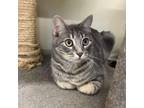 Adopt Spatula a Domestic Short Hair