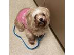 Adopt Hattie a Havanese