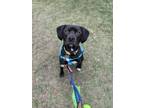 Adopt Bailey a Labrador Retriever, Beagle