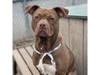 Adopt ICORD a Pit Bull Terrier