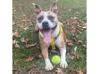 Adopt MISSY a Pit Bull Terrier