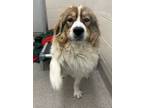 Adopt Hazelnut - Pyr Mix -New to Rescue - Foster Needed a Great Pyrenees