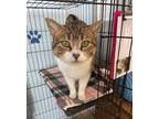 Adopt Peppermint a Domestic Short Hair