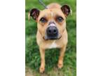 Adopt Grace (HW-) SPONSORED ADOPTION FEE 04/10 a Pit Bull Terrier, Mixed Breed