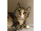 Adopt Alaska a Domestic Short Hair, Torbie