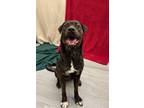 Adopt Daisy a Labrador Retriever, Mixed Breed