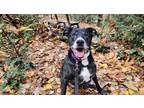Adopt Toby a Black Labrador Retriever / Mixed dog in BELLEVUE, WA (38286743)