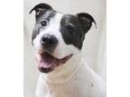 Adopt Flora - #42590 a Pit Bull Terrier