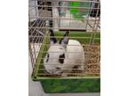 Adopt Oreo a Bunny Rabbit