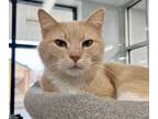 Adopt Cheerio a Domestic Short Hair