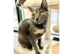 Adopt Harmony a Domestic Short Hair