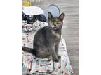 Adopt Melody a Domestic Short Hair