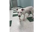Adopt Snowgies a American Staffordshire Terrier