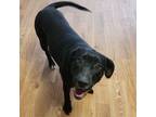 Adopt Riley a Black Labrador Retriever, Spaniel