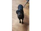 Adopt Poppy a Black Labrador Retriever, Spaniel