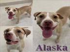 Adopt ALASKA a Pit Bull Terrier