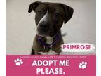 Adopt PRIMROSE a Pit Bull Terrier