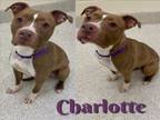 Adopt CHARLOTTE a Pit Bull Terrier, Mixed Breed
