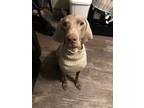 Adopt Sylvie a Weimaraner