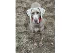 Adopt Rio a Weimaraner