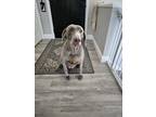 Adopt Skyla a Weimaraner