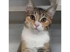 Adopt Fettuccine a Domestic Short Hair