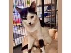 Adopt Abby a Domestic Short Hair