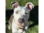 Adopt Stella a American Staffordshire Terrier