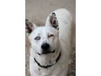 Adopt Stormfly a Mixed Breed