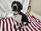 Adopt Skyler a German Shorthaired Pointer, Beagle