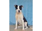 Adopt ERIN a Pit Bull Terrier, Mixed Breed