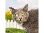 Adopt Hazel a Domestic Short Hair