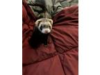 Adopt Maggie, Badit & Iris a Ferret