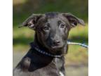 Adopt Shayla a Labrador Retriever