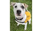 Adopt Gator Lonestar a Pit Bull Terrier