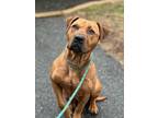 Adopt Jovi a Pit Bull Terrier