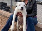 Adopt VALENTINE a Boxer, Mixed Breed