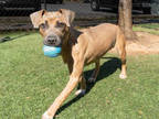 Adopt BAKER a Tan/Yellow/Fawn American Pit Bull Terrier / Mixed dog in Atlanta