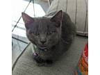 Adopt Christmas a Gray or Blue (Mostly) Domestic Shorthair / Mixed (short coat)